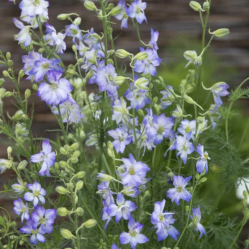 Vista 17 de Eden Brothers Semillas Delphinium - Campana Azul