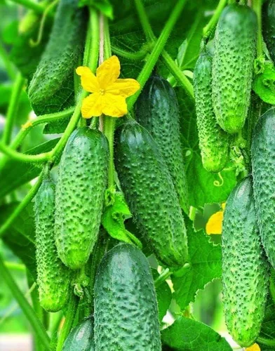 Vista 2 de Semillas de pepino autopolinizador de interior Firm Secret F1 Hybrid Vegetal para plantar sin OMG - Tiempo de cosecha 55 días