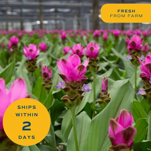 Vista 8 de Costa Farms Curcuma, planta viva de jengibre oculto en maceta de plástico, planta de interior con flores al aire libre, perfecta para decoración