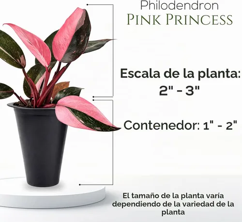 Vista 4 de Philodendron Pink Princess (paquete de 4) Plantas vivas de inicio enchufe, plantas de interior variegadas, plantas tropicales de fácil cuidado