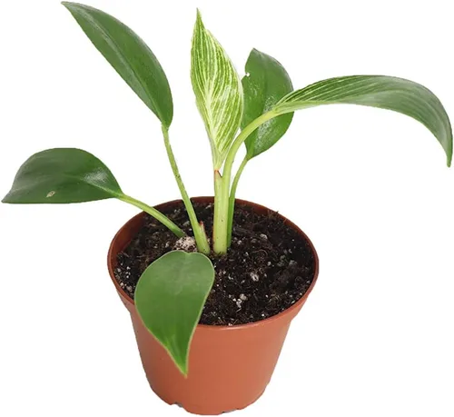 Vista 7 de Philodendron Neon Cordatum - 2" de California Tropicals