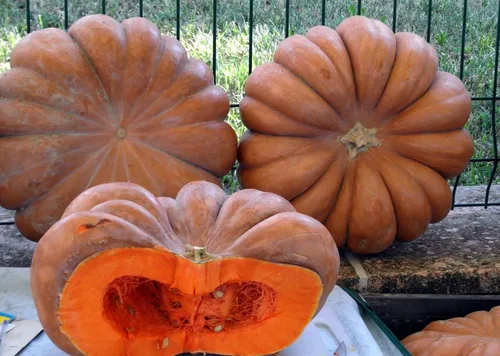 Vista 5 de Musquee de calabaza De Provence Gigante Raro No GMO Vegetal para Plantar