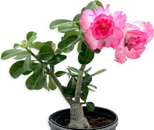Vista 6 de ragnaroc Suculentas vivas – Rosa del desierto Adenium Obesum 15-25 cm de altura en maceta de 10 cm - 1 unidad - El color al florecer puede ser rosa