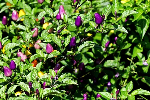 Vista 7 de Pimiento de chile enano Little Blue más de 30 semillas para plantar sin OMG