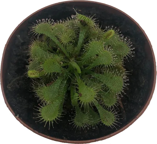 Vista 2 de Planta carnívora con hojas de cuchara (Drosera Spatulata) en maceta de 2 pulgadas (tamaño floreciente)
