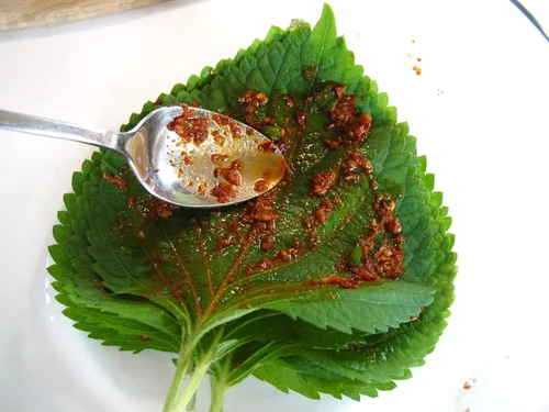 Vista 2 de Gaea's Blessing Semillas de Shiso coreanas (Perilla), semillas tradicionales sin OMG con instrucciones de siembra fáciles de seguir, perilla