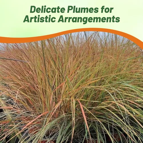 Vista 4 de Outsidepride - 250 semillas de la hierba ornamental perenne paja brava (Stipa arundinacea [Pheasant Tails]) para sembrar