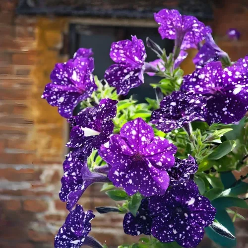 Vista 4 de 299 semillas anuales de flores de petunia de cielo nocturno para plantar, semillas de petunia con patrón de galaxia, flores moteadas para camas