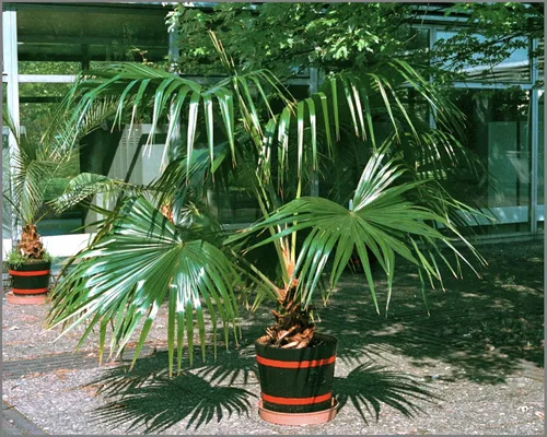 Vista 5 de Semillas de palmera china (Livistona chinensis) Árbol perenne de interior para plantar