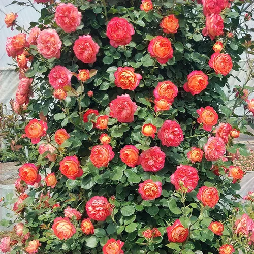 Vista 4 de Semillas de rosas trepadoras para plantar, más de 300 piezas de semillas de rosas raras, reliquia sin OMG atrae a polinizadores, flores de belleza