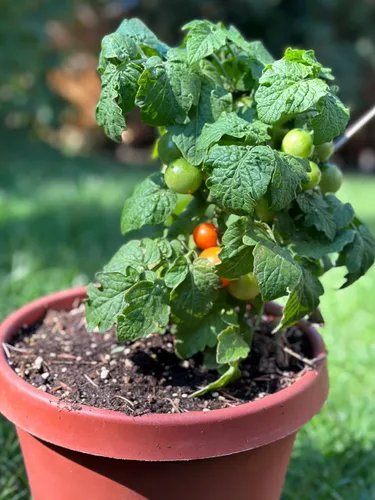 Vista 8 de 50 semillas de tomate Tiny Tim para plantar, tomate de patio, reliquia enana, tomate cherry - por RDR Seeds