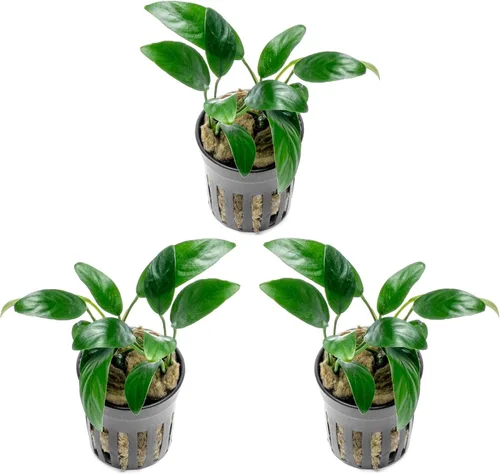 Vista 61 de SubstrateSource Plantas vivas – Anubias Hastifolia (Anubias hastifolia) – Luz baja a moderada, hojas en forma de flecha de color verde medio a