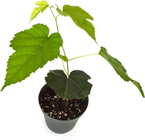 Vista 2 de Planta de mora enana, de producción continua. (Morus Nigra) Fruta Dulce. Bote de 4 pulgadas.