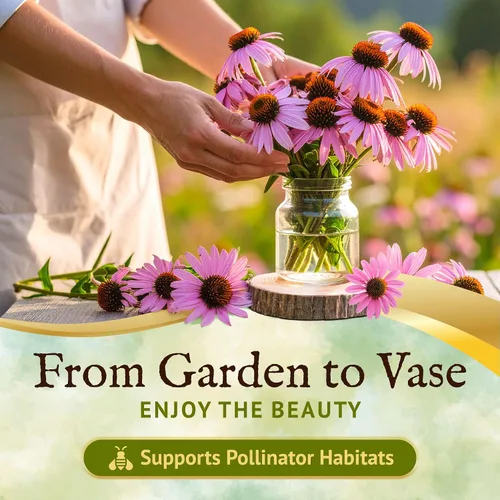Vista 3 de Everwilde - Semillas de equinácea morada de 1 oz, 7,700 unidades, flores rosas y moradas, Echinacea purpurea nativa, perenne, resistente a