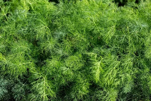 Vista 4 de Semillas de eneldo tipo arbusto de herencia vegetal para plantar sin OMG
