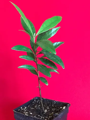 Vista 7 de Eugenia Luschnathiana PITOMBA Planta en maceta Árbol de maceta de inicio de frutas 4-6034