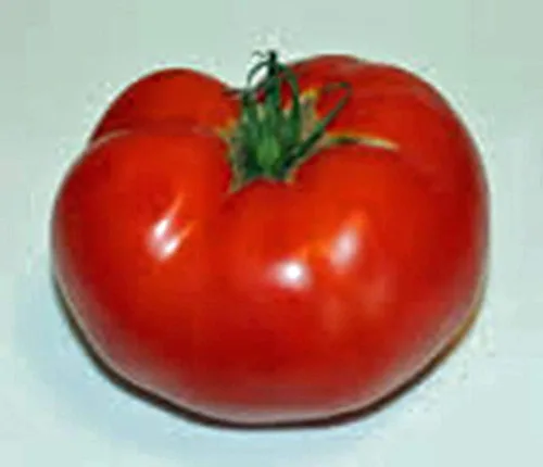 Vista 2 de Tomate, Rutgers, reliquia, 25 semillas, deliciosa fruta roja sabrosa