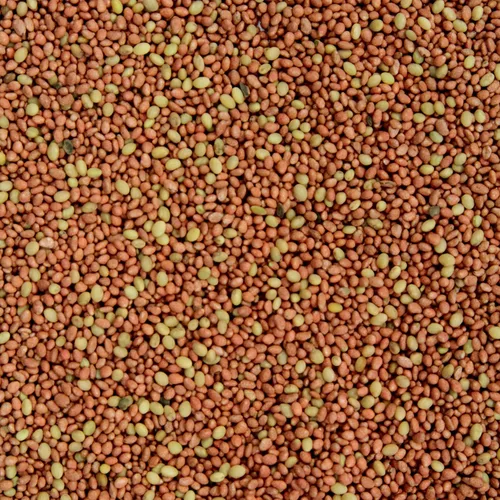 Vista 6 de Seeds of Science Pro Clover (2)