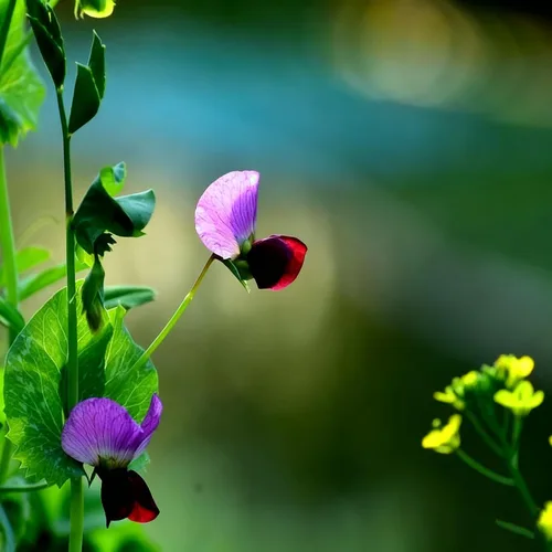 Vista 4 de Semillas de flor de guisante de mariposa para plantar, 35 semillas de Clitoria mixtas, semillas de clitoria sin OMG para jardín ornamental, bonsái