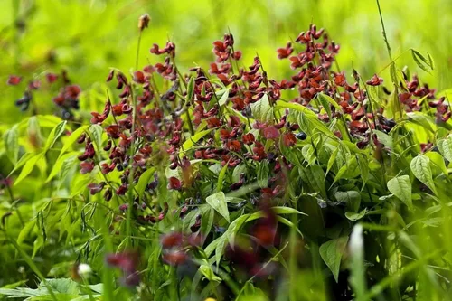 Vista 5 de 10 semillas de vid de flores Black Knight Sweet Pea Lathyrys Odoratus