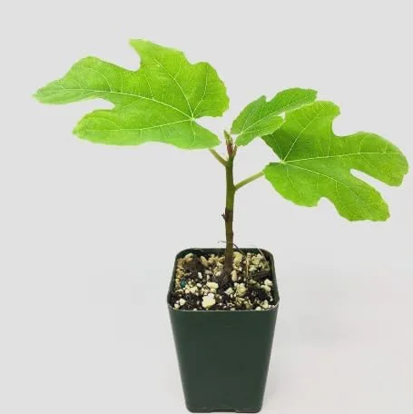 Vista 2 de Peter's Honey Fig Tree - Planta viva en maceta, fruta dulce, resistente al frío, fácil de cultivar