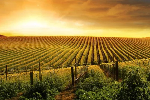 Vista 3 de Impresionante vino viñedo puesta de sol Valle de Barossa fotografía foto foto póster fresco arte de pared 18 x 12 pulgadas