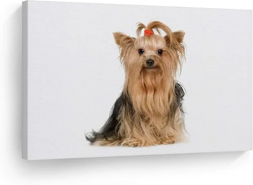 Vista 25 de Diseño de arte de la sonrisa Retrato de lindo Yorkie Yorkshire Terrier perro animal lienzo de pared impresión arte del dueño de mascotas amante