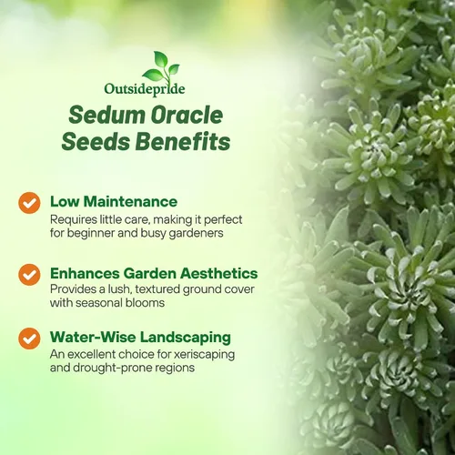 Vista 3 de Outsidepride Oracle Sedum Seeds - 100 semillas perennes de cobertura del suelo para plantar, plantas suculentas resistentes al frío y tolerantes al