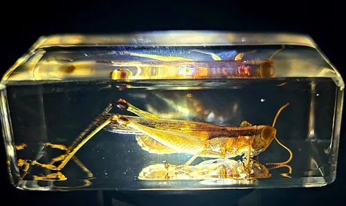 Vista 20 de 44mm Hormiga gigante tropical real en resina de lucita transparente cristalina, espécimen preservado Pseudoneoponera Rufipes, taxidermia