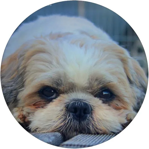 Vista 3 de Sad Eyes Shih Tzu Pet Dog - PopSockets Grip and Stand for Phones and Tablets