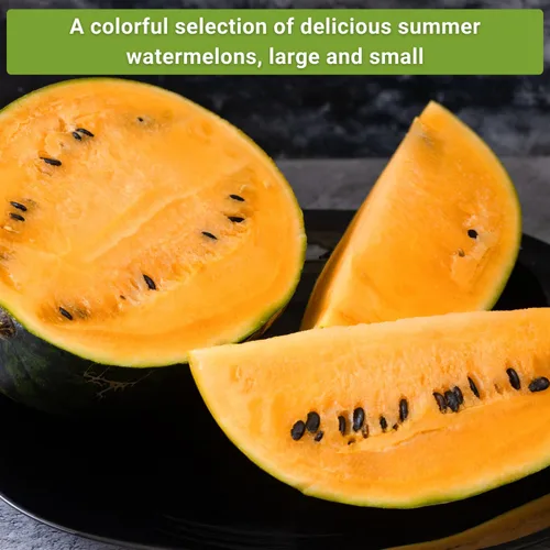 Vista 4 de Sow Right Seeds - Colección de semillas de frutas de sandía para plantar - Melones carmesí dulce, dulce dulce, dulce de azúcar, tierno y orangeglo