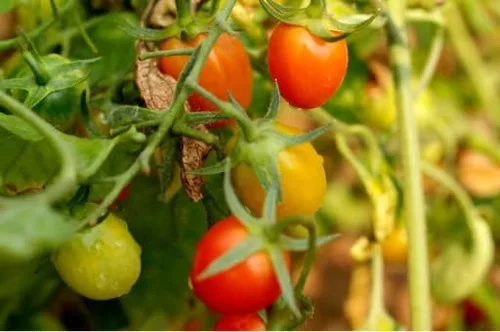 Vista 3 de Tiny Tim Semillas de tomate para plantar, más de 400 tomates cherry, reliquia sin OMG, perfectas para contenedores, patios y cultivo