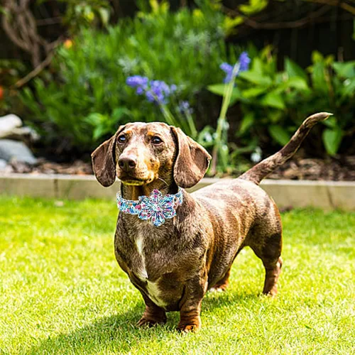 Vista 112 de Collar de perro Lionheart Glory, collar de perro rosa con flor, lindo collar para mascotas con patrón floral ajustable para perros pequeños Rosado