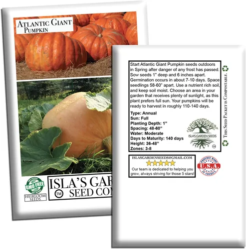 Vista 7 de Semillas de calabaza gigante del Atlántico para plantar, más de 15 semillas de reliquia por paquete, semillas de jardín de Isla