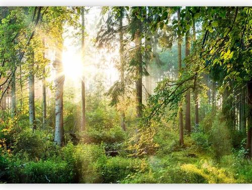 Vista 61 de artgeist Mural de pared premium Bosque púrpura, 79 x 55 pulgadas, papel tapiz no tejido, decoración de pared de vellón, impresión fotográfica