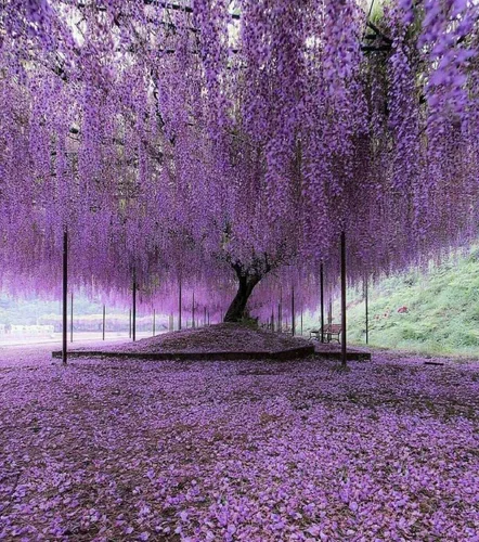 Vista 6 de Árbol de glicina china púrpura - Plántula de 6 a 12 pulgadas de alto - Maceta de 2.5 pulgadas - Planta viva - Wisteria sinensis