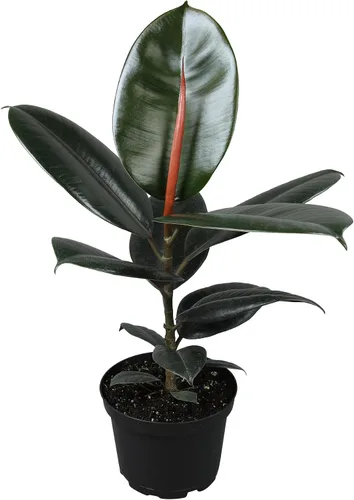 Vista 10 de Plantas for Pets - Higuera de hoja de violín (paquete de 4), paquete de plantas Ficus Lyrata, entrega de plantas vivas de Ficus, decoración popular