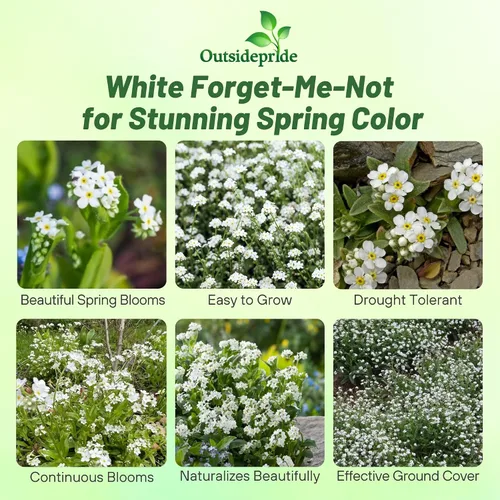 Vista 2 de Outsidepride White Forget Me Not Seeds - 5000 semillas de flores perennes de bajo crecimiento, auto-siembra para plantar flores blancas densas