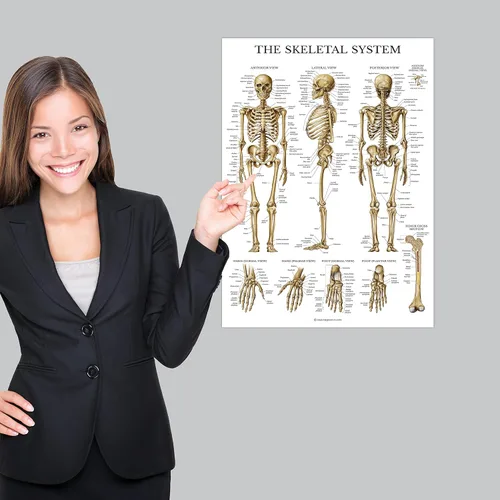 Vista 5 de Palace Learning Juego de 4 pósteres anatómicos laminados, musculares, esqueléticos, dermatomas, anatomía cardíaca, juego de cartas de anatomía