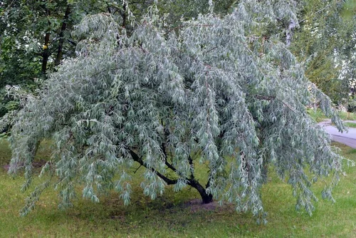 Vista 2 de Semillas de olivo ruso para plantar (10 semillas) - Elaeagnus angustifolia