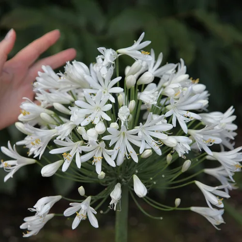 Vista 3 de Agapanthus Getty White - 3 plantas vivas - Hierba de cobertura vegetal floreciente