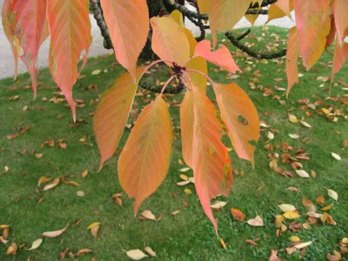 Vista 3 de 1-1000 piezas de semillas de cerezo con flores japonesas blancas Hill Prunus Serrulata 0146 (5+ semillas)