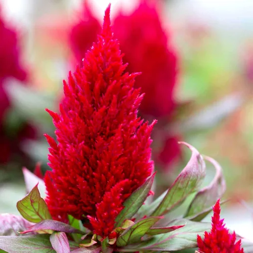 Vista 2 de Celosia Plumosa Mix Plumed Cockscomb Celosia Argentea Más de 200 Semillas de Flores de Jardín Multicolor