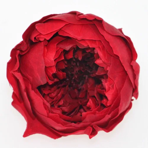 Vista 4 de Cabeza de flor fresca preservada de rosas Austin, 1.6-2 pulgadas cada una, 8 piezas
