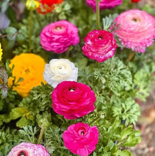 Vista 4 de 10 Uds. Color mixto Ranunculus bulbo doble ranúnculo rosa boda flor bulbo