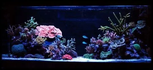 Vista 2 de Luz blanca y azul del acuario del poder más elevado LED, 2512W+B