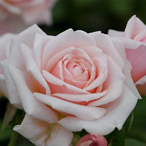 Vista 3 de Heirloom Roses Planta de rosas - Arbusto de rosa rosa Quietness, planta viva resistente para plantar al aire libre