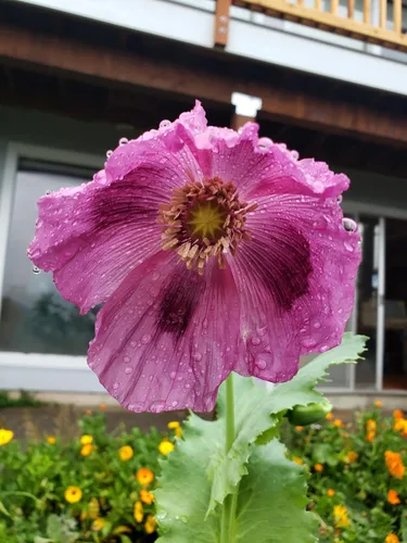Vista 2 de Generic World Poppy Seed Blend Papaver Somniferum Mix 25+ Cepas Orgánicas No OGM 25,000 Semillas