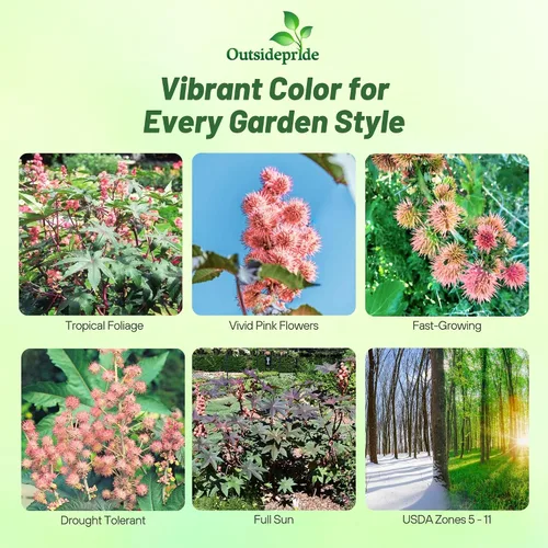 Vista 2 de Outsidepride Semillas de ricino rosa brillante, 15 semillas anuales de flores tropicales de crecimiento rápido para plantar follaje vibrante