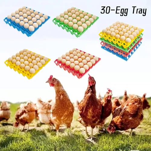 Vista 5 de Paquete de 4 cajas de plástico para huevos, 30 huevos planos, apilables, duraderas, reutilizables, color verde